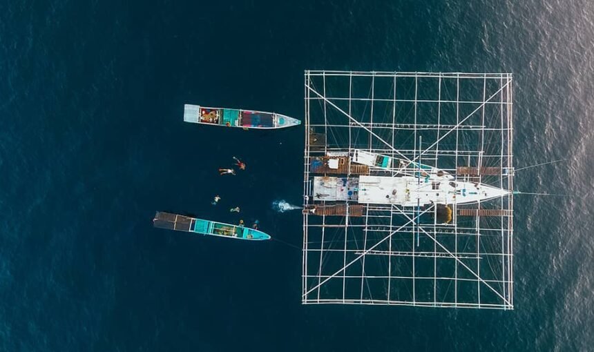 The Best Sumbawa Whale Sharks Excursions