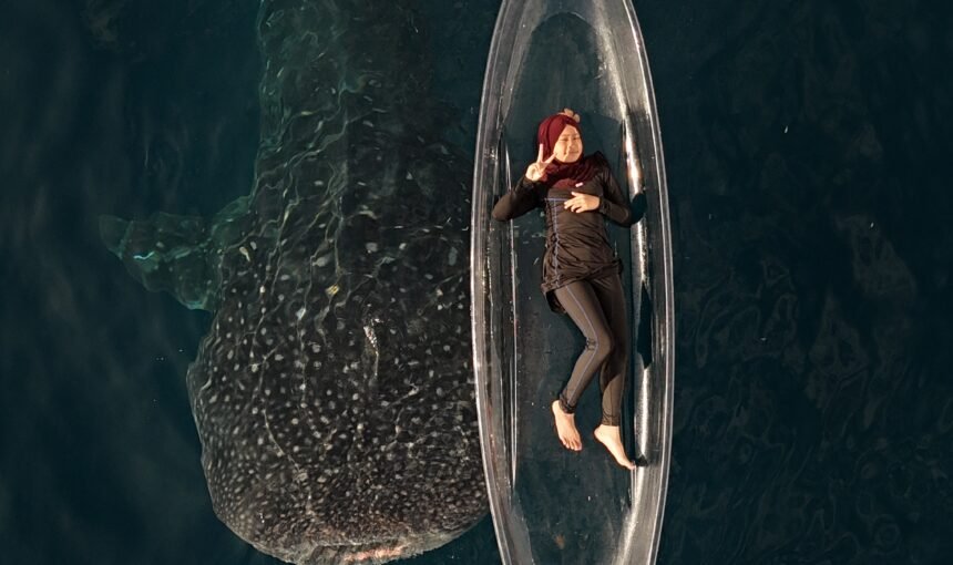 Sumbawa Whale Sharks Special for Freediving 3 Days 2 Night