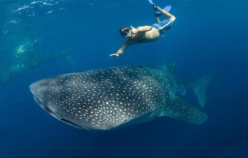 Whale Sharks and Moyo Island Tour 3 Days 2 Night